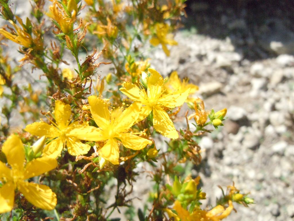 Hypericum cfr. perforatum